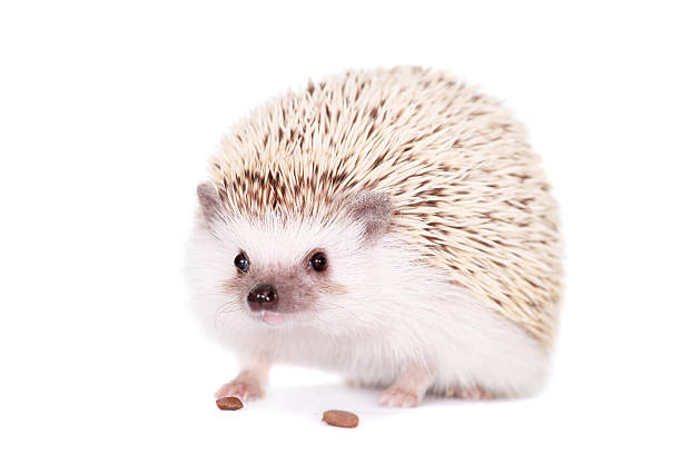istock Domesticated hedgehog or African pygmy 500872797