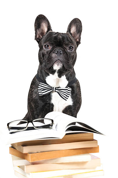 istock French Bulldog in a bow tie 500872894