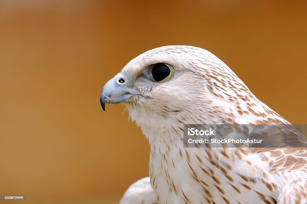 Saker falcon, Falco cherrug. Falco cherrug, saker falcon on a brown background. Animal Stock Photo
