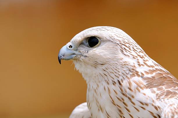 Saker falcon, Falco cherrug. Falco cherrug, saker falcon on a brown background. saker stock pictures, royalty-free photos & images