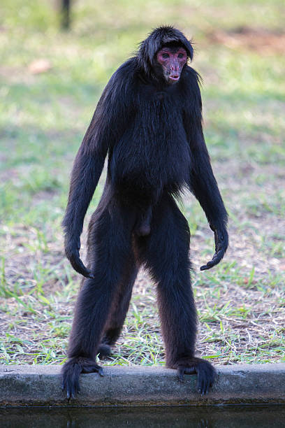 istock Monkey standing in outdoors park, Manaus, Brazil 500873178
