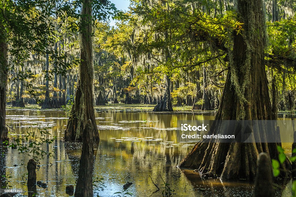 Peaceful Nature Swamp in the morning light is silent place of peace. Caddo Lake Stock Photo