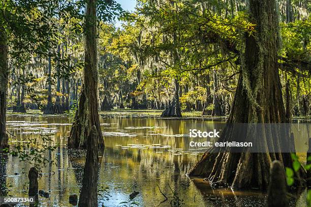 Peaceful Nature Stock Photo - Download Image Now - Caddo Lake, Texas, Swamp
