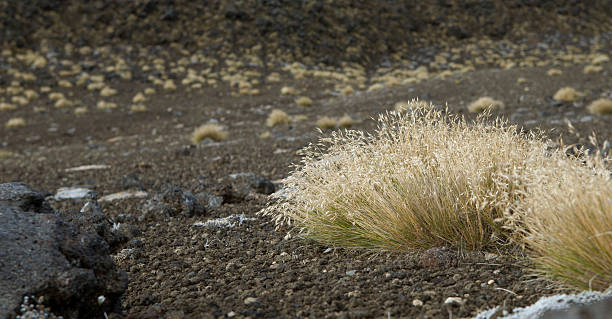 Desert Grass stock photo