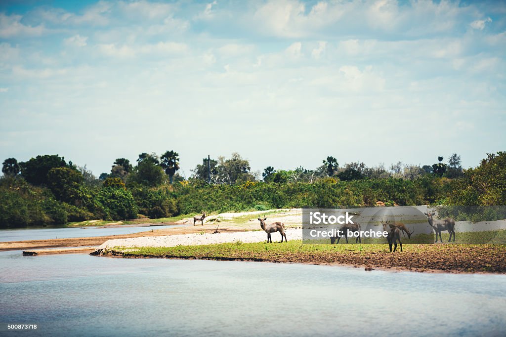 Cob à croissant troupeau sur le lac - Photo de 2015 libre de droits
