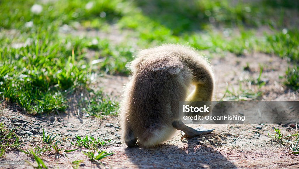 Little Goose Canada Animal Stock Photo