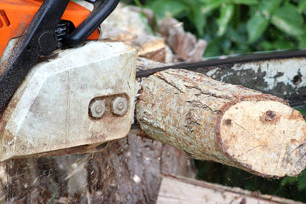 istock Image of man using chainsaw to cut wooden logs / timber 500874207