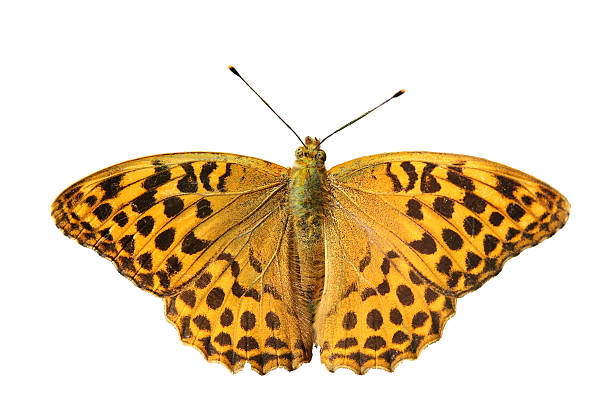 mariposa fritilaria plata lavado ((argynnis paphia - argynnis fotografías e imágenes de stock