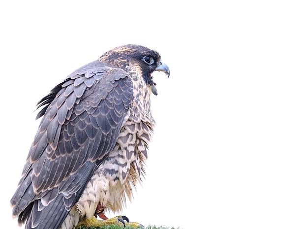 istock Isolated peregrine falcon. 500874547