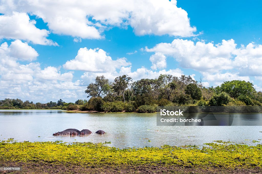 Hippopotames en Lake - Photo de 2015 libre de droits