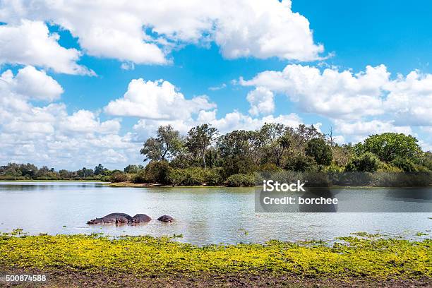 Photo libre de droit de Hippopotames En Lake banque d'images et plus d'images libres de droit de 2015 - 2015, Afrique, Afrique de l'Est