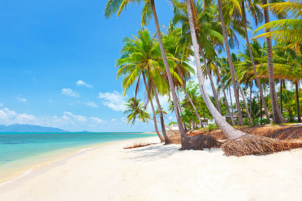 istock tropical beach with coconut palm 500875065