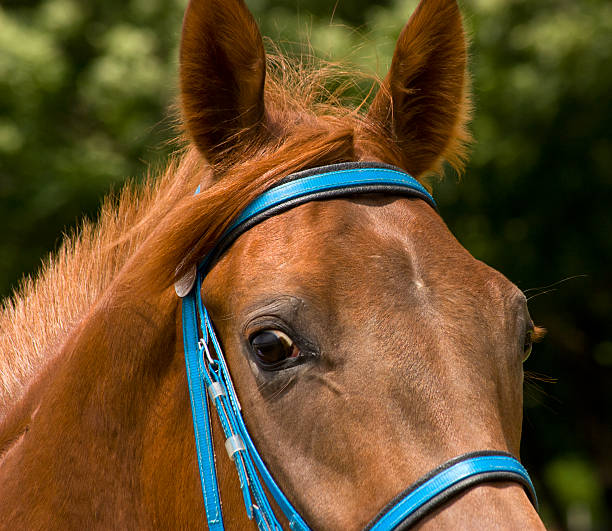 istock Portrait of horse. 500875269