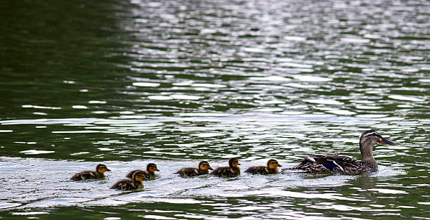 istock Duck and her family 500875297