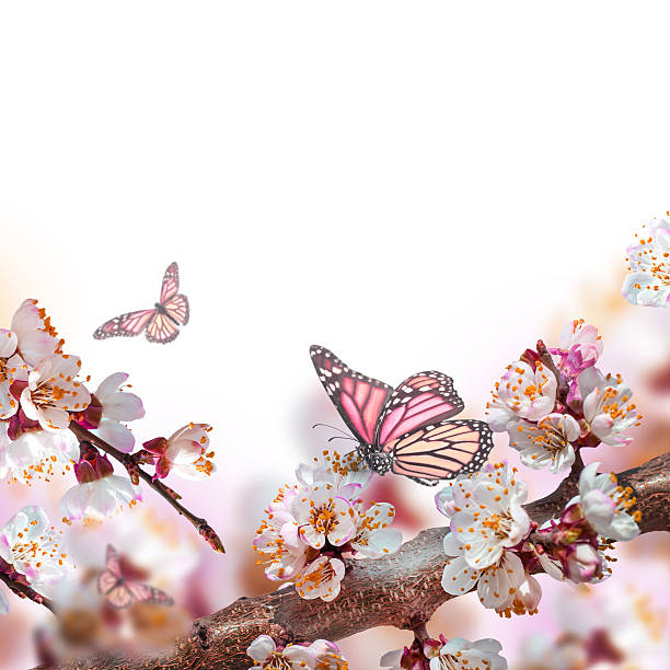 istock Apricot flowers in spring 500875483