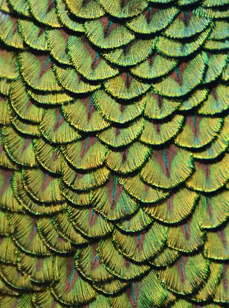 Peacock Scales Zoom of the green feathers on the back of a peacock. peacock feathers scales photos stock pictures, royalty-free photos & images