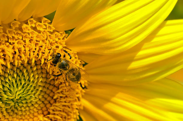 istock Close up of bee on sunflower 500875697