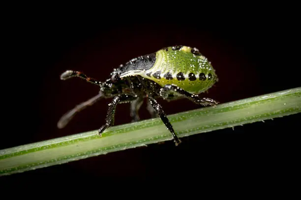 Photo of 2nd Instar Common Green Shield bug