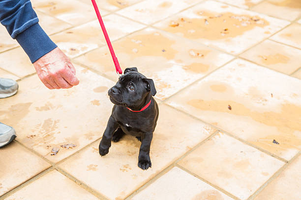istock Cute Staffordshire Bull Terrier puppy training on a red leash. 500876110