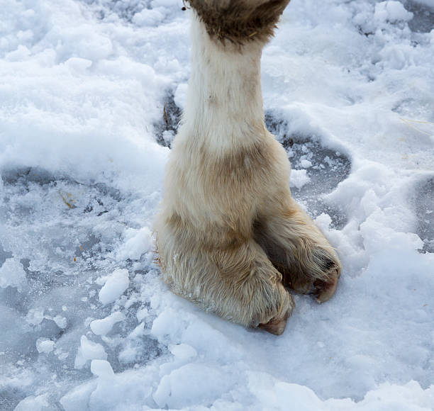 istock Camels Foot on Snow 500878398