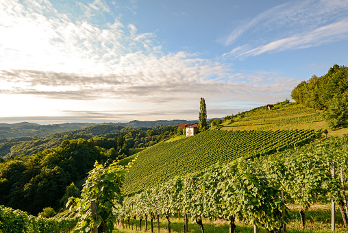Landscape with wine grapes in the vineyard before harvest, Styria Austria Europe