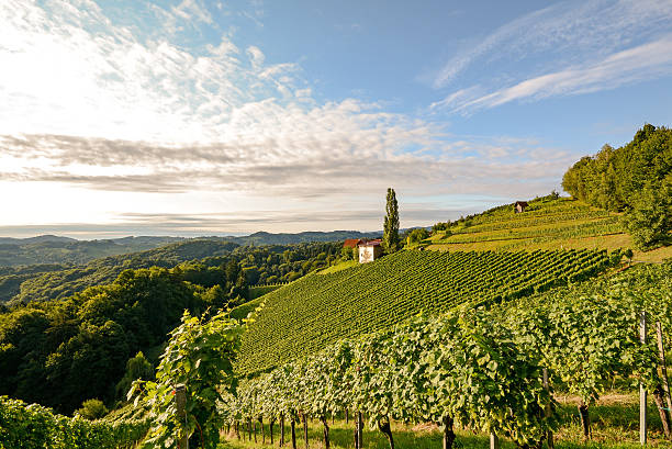 paisagem com uvas viníferas no vinhedo antes que a colheita - wine region - fotografias e filmes do acervo