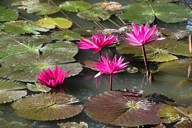istock red pink water lily lotus in thailand 500879502
