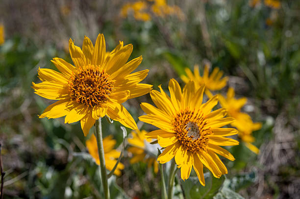 Balsamroot flowers closeup Balsamroot flowers, latin name (Balsamorhiza deltoidea) close view in the Waterton  Lakes National Park, Alberta, Canada balsam root stock pictures, royalty-free photos & images
