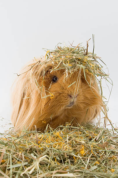 istock Guinea pig breed Sheltie in the hay. 500879990