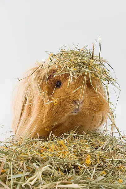 Guinea pig breed Sheltie in the hay. Studio photography on a white background.