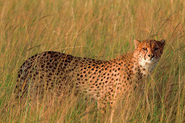 istock Male cheetah in Masai Mara 500880018