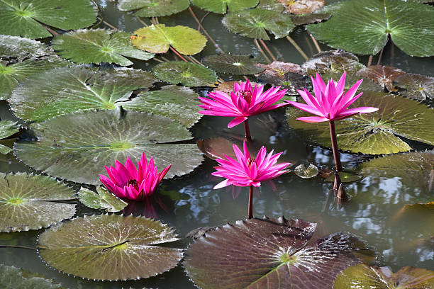istock red lotus blooming  in thailand 500880126
