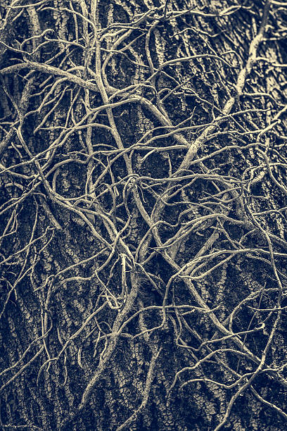 Twisted leafless vines creeper Twisted leafless vines creeper climbing on an old oak tree trunk. Monochrome, blue tinted grunge natural organic backdrop, texture. ivy tree bark wood stock pictures, royalty-free photos & images