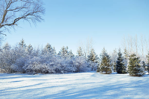 冷たいとユキコ冬の木々に囲まれています。 - landscaped landscape winter usa ストックフォトと画像