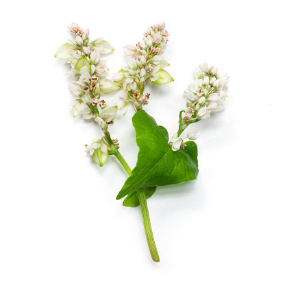 Buckwheat isolated on white background