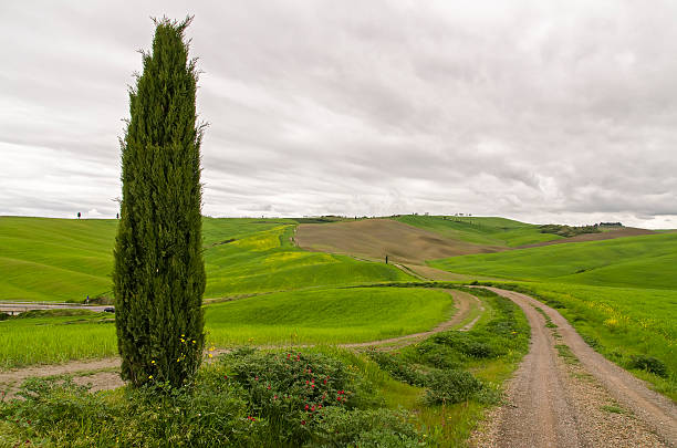 istock tuscany green hill 500884335