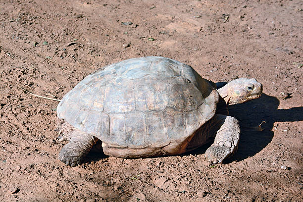 istock Sulcata geochelone 500884434