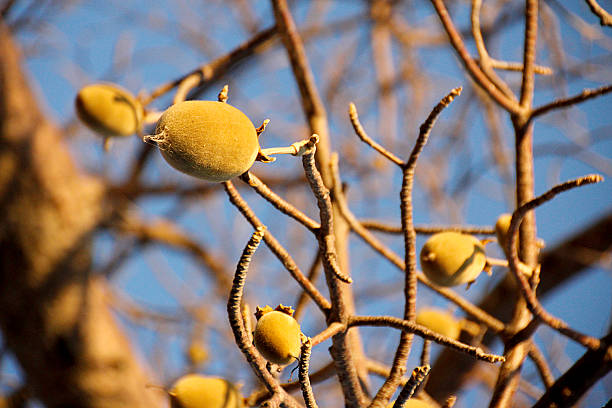 baobab owoców - baobab fruit zdjęcia i obrazy z banku zdjęć