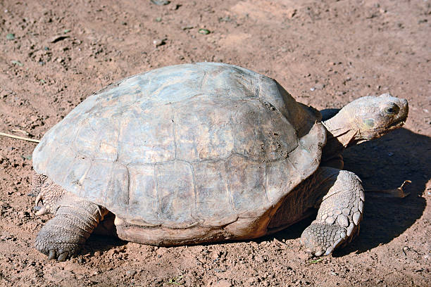 istock Sulcata geochelone 500884478
