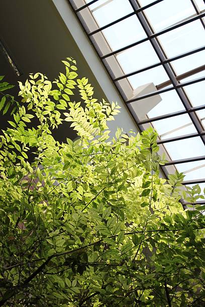 istock Green leaves in the building 500884841