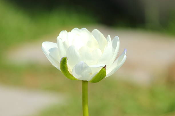 istock Lotus flower in the pond 500884965