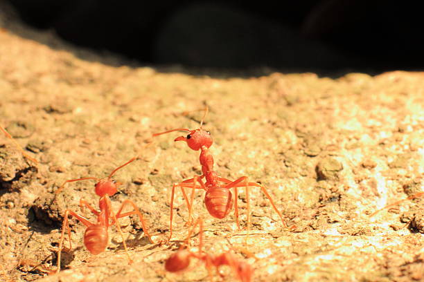 istock background of red ant 500885258