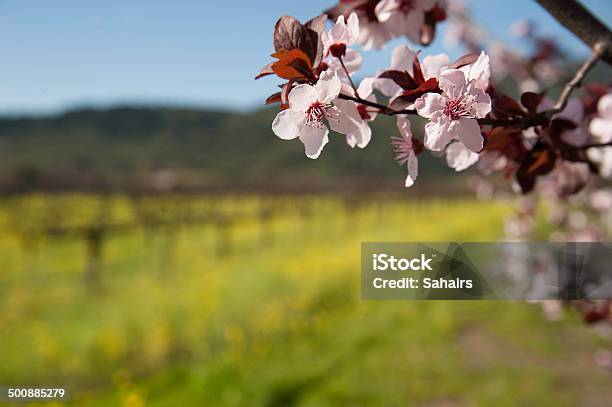 Photo libre de droit de Cerisier Des Vignobles Du Nord De La Californie banque d'images et plus d'images libres de droit de Printemps - Printemps, Californie, Cabernet Sauvignon