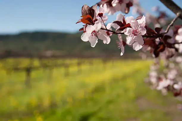Photo of Vineyards Cherry Tree, Northern California