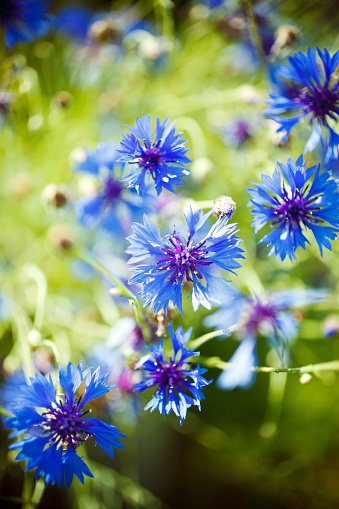 Cornflowers