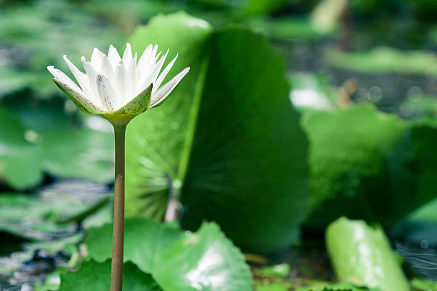 istock Beautiful white lotus water lily in pond 500885765