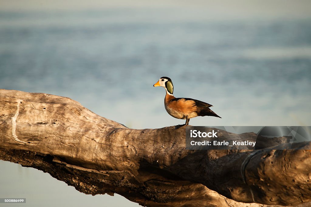 Raros gansos África do Sul-pigmeu - Royalty-free Animal em via de extinção Foto de stock