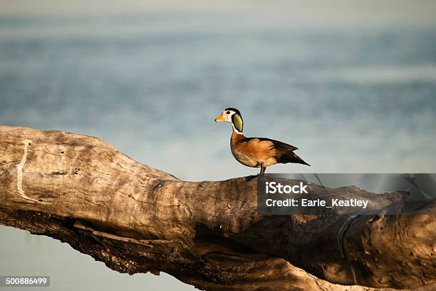 Raros Gansos África Do Sulpigmeu - Fotografias de stock e mais imagens de Animal em via de extinção - Animal em via de extinção, Animal macho, Ao Ar Livre