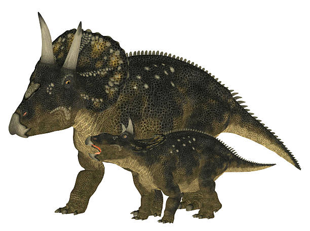 Illustration of an adult and a young Nedoceratops stock photo