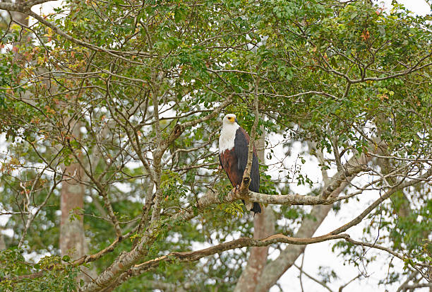 istock African Fish Eagle in Africa 500887447